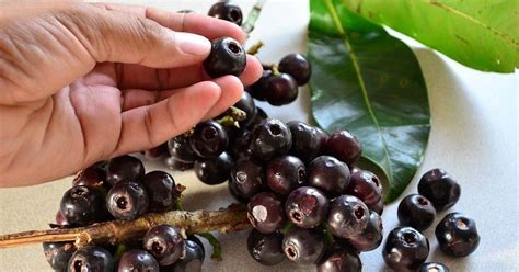 igot fruit in tagalog|Syzygium polycephaloides .